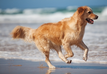 Health Problems in Adult Middle Age Dogs