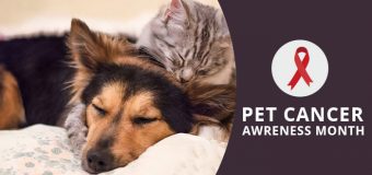 Pet Cancer Myths on Pet Cancer Awareness Month