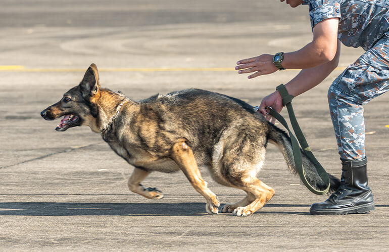 German shepherd one of the smartest dog breeds running towards the target