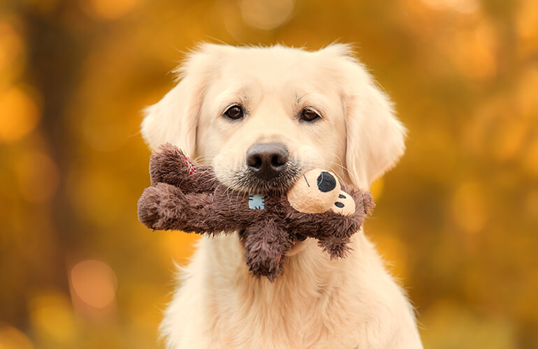 Golden Retriever
