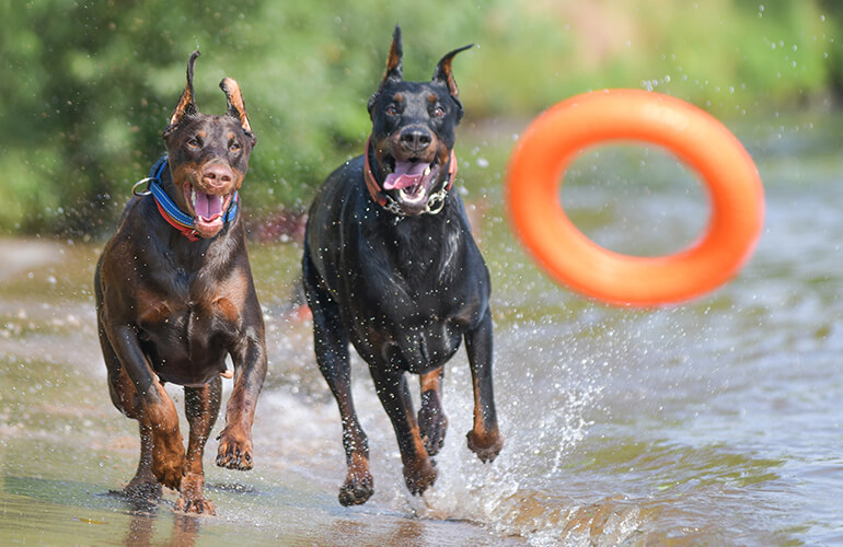 Doberman Pinscher one of the smartest dog breeds running on the beach side