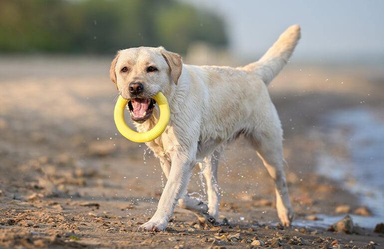 Labrador Retriever dog breed