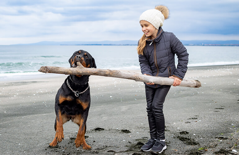 Rottweiler dog breed