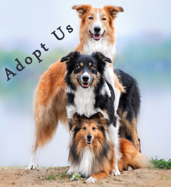 Adopting a Dog