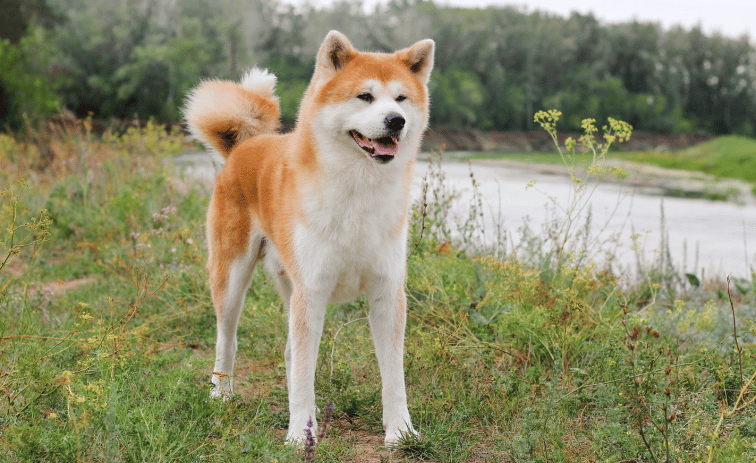 Akita dog breed for guarding your family