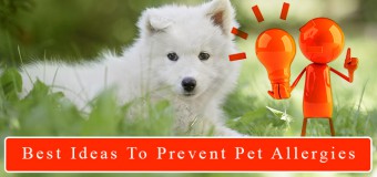 Best Ideas to Manage And Prevent Pet Allergies