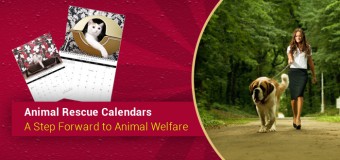 Animal Rescue Calendars- A Step Forward to Animal Welfare