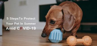 5 Steps To Protect Your Pet In Summer Amid COVID-19