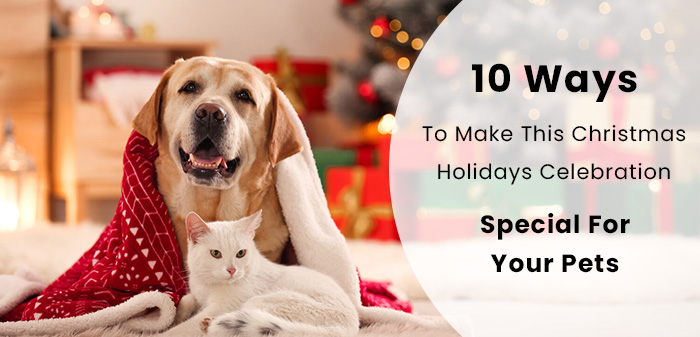 Ways to celebrate Christmas holidays with your pets
