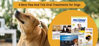 Best Flea & Tick Oral Treatments | Best Flea Pills | Best Oral Flea Prevention for Dogs
