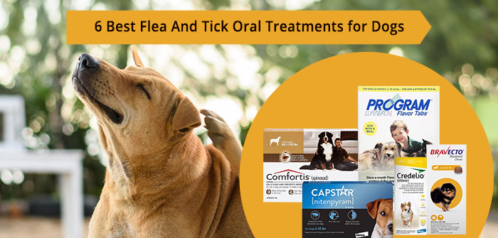Best Flea & Tick Oral Treatments