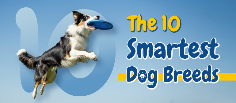 top 10 smartest dog breeds