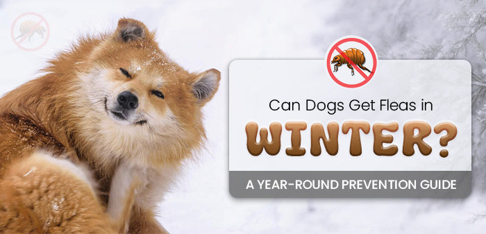 Can Dogs Get Fleas in Winter? A Year-Round Prevention Guide
