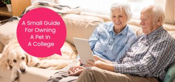 Small Guide for Owning a Pet in a College