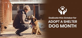 Dedicate this October for Adopt a Shelter Dog Month