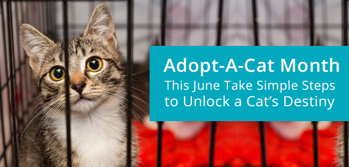 adopt a shelter cat month