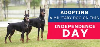 Adopting A Military Dog On This Independence Day