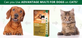 Can you Use Advantage Multi for Dogs on Cats?