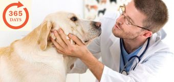 6 Important Questions That Will Help You Better Plan For An Annual Dog Health Check-Up