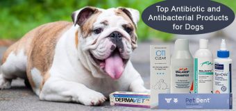 Top Antibiotic and Antibacterial Products for Dogs