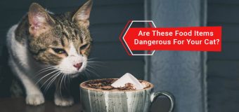 Are These Food Items Dangerous For Your Cat?