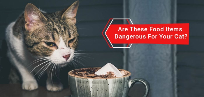 These Food Items Dangerous For Your Cat