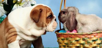 15 Easter Basket Gift Ideas for Dog