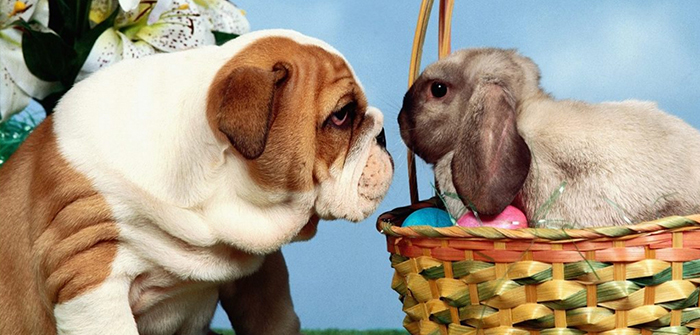 Easter Basket Gift Ideas for Your Pet
