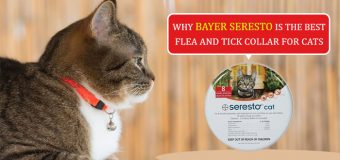 Why Bayer Seresto Is the Best Flea and Tick Collar for Cats