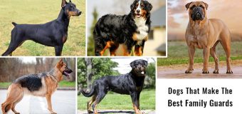 Dogs That Make The Best Family Guards