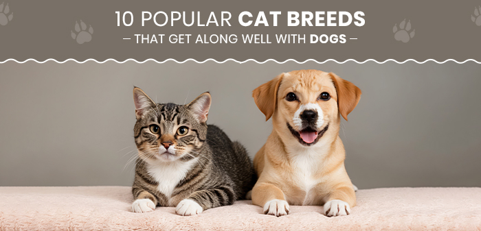 popular cat breeds that get along well with dogs