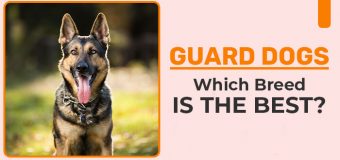 Guard Dogs- Which Breed Is The Best?
