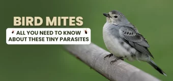 Bird Mites: All You Need to Know About These Tiny Parasites