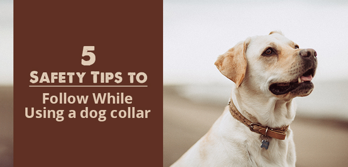 dog collar safety tips
