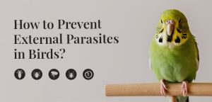 External Parasites in Birds: Types & Best Ways to Prevent It!