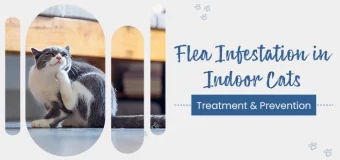 Can Indoor Cats Get Fleas? – Flea Infestation, Treatment & Prevention