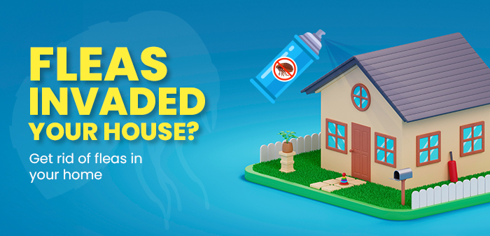 get rid of fleas in your home