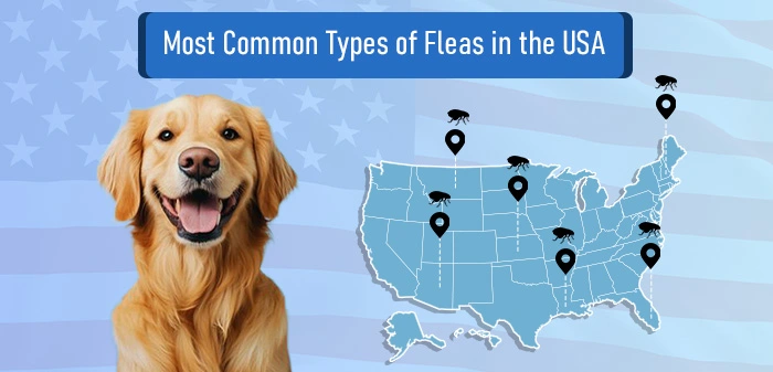 Types of Fleas in the US