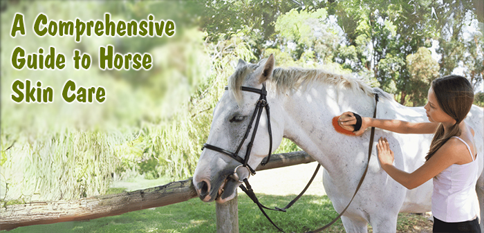 Horse Skin Care Routine Guide
