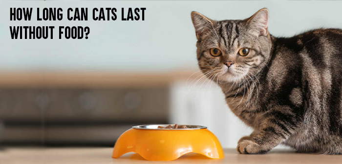 How Long Can cats last without food