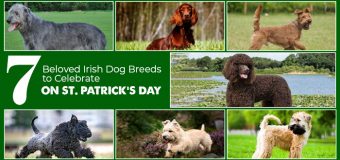 Saint Patrick’s Day: 7 Adorable Irish Dog Breeds To Know About