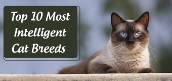 Top 10 Most Intelligent Cat Breeds