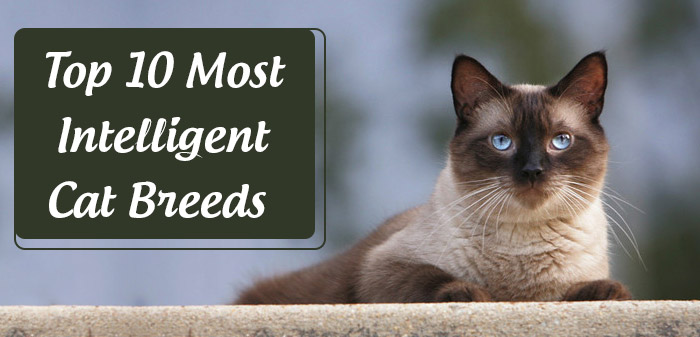 10 Most Intelligent Cat Breeds  