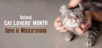 National Cat Lovers’ Month: Delve in Whiskersmania