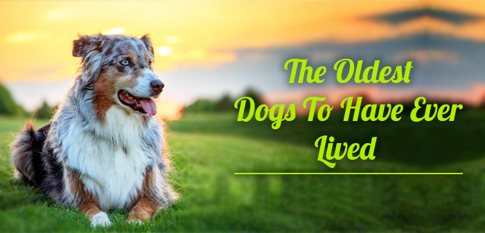 Oldest Dogs to have ever lived