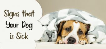 Signs that Your Dog is Sick
