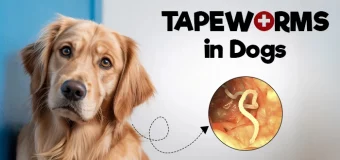 Tapeworms in Dogs – How They Spread, Their Symptoms & Treatment Guide