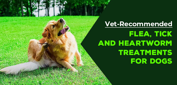 Top flea, tick and heartworm treatments for dogs