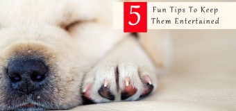 Are Your Dogs Bored By Staying Indoors In This Cold?