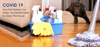 How Pet Parents Can Safely Use Disinfectants to Clean The House during this COVID 19 outbreak